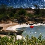 Fisherman's World