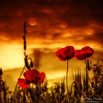 Poppies At Sunrise