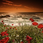 Poppies Over The Sea