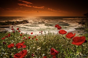 Poppies Over The Sea