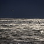 Seagulls Over Black Sea