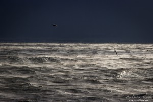 Seagulls Over Black Sea