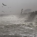 Segulls Hunting For Food