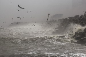 Segulls Hunting For Food